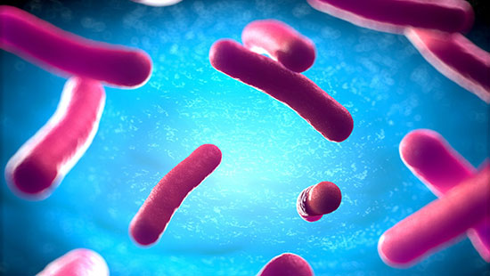 باکتری چیست و چه نقشی در زندگی بشر دارد؟