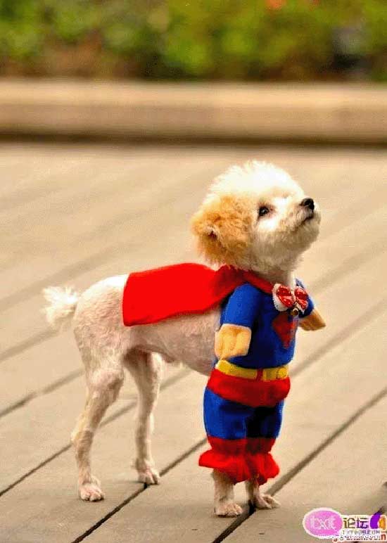 سوپرمن ، از نوع سگی!!! / عکس