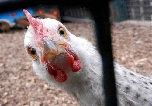 دروغ می‌گویند، مرغ نهایتش ۷۵هزار تومان می‌شود!