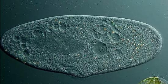 هیجان‌انگیزترین تصاویر میکروسکوپی سال