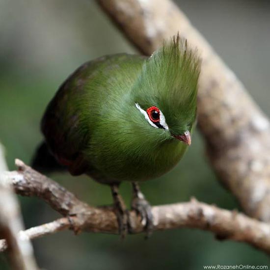 تصاویر فوق العاده زیبا از دنیای پرندگان (5)
