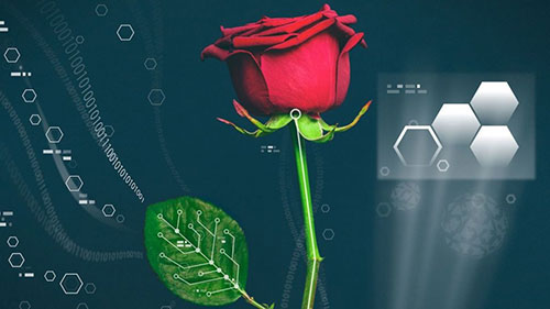 عکس: اولین گل رز طبیعی - دیجیتالی جهان