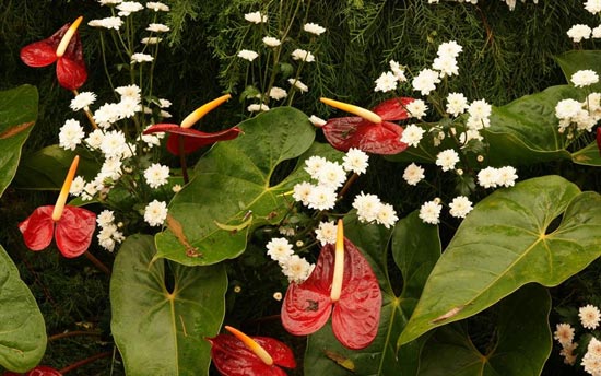 گل بسیار زیبا و عجیب فلامينگو +عکس
