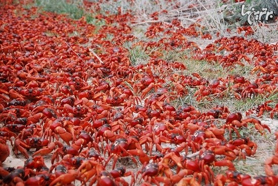 مهاجرت سالانه میلیون ها خرچنگ در جزیره کریسمس