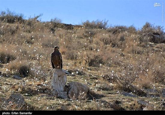 زندگی عقاب طلایی در ایران +عکس