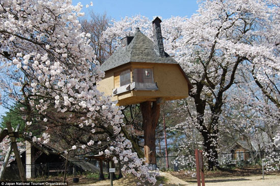 تصاویری از زیباترین خانه های درختی جهان
