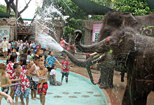 فيل‌ها، مهمان جشن آب تايلند