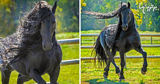 زیباترین اسب‌هایی که تا به حال دیده اید!