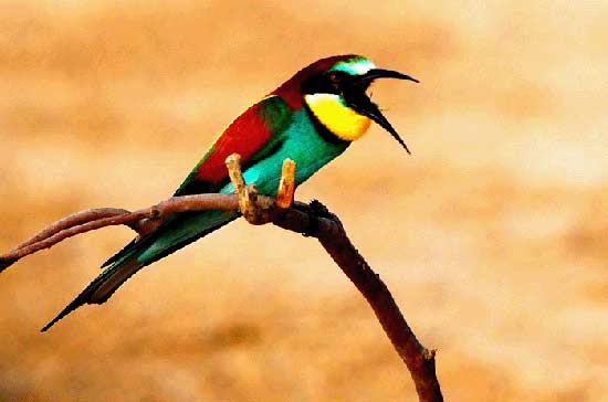 تصاویر فوق العاده زیبا از دنیای پرندگان
