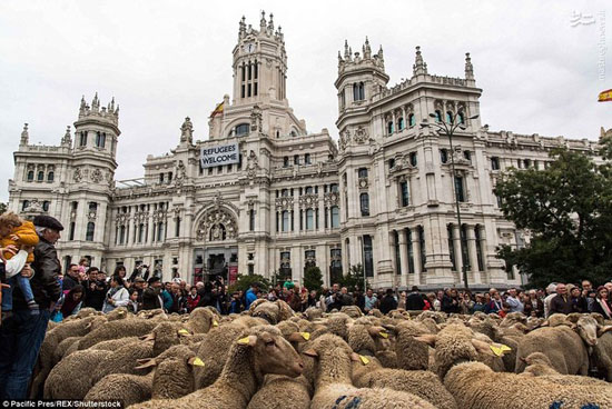 راهپیمایی گوسفندها در مادرید