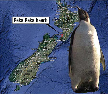 پنگوئنی که 4 هزار کیلومتر اشتباه رفت