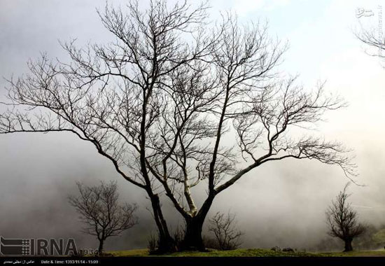 عکس: جلوه زیبای مه در طبیعت رشت