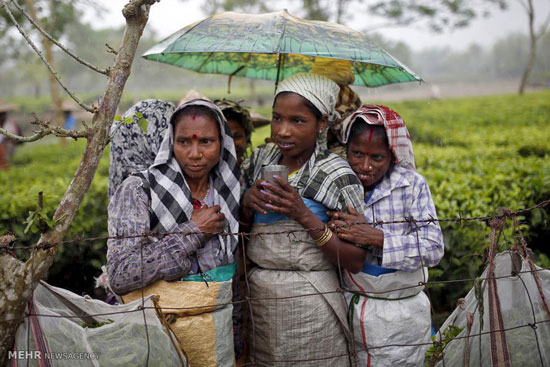 عکس: مزارع کشت چای در هند