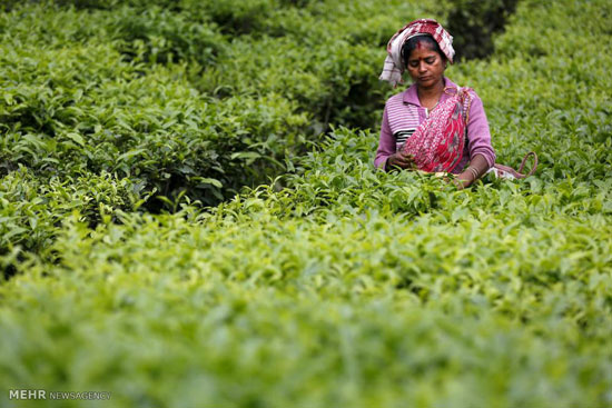 عکس: مزارع کشت چای در هند