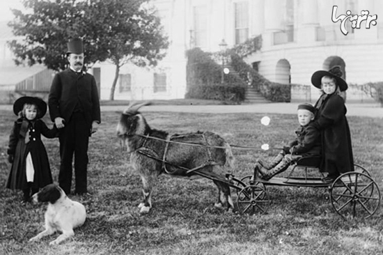 مشهورترین حیوانات خانگی که در کاخ سفید زندگی کردند
