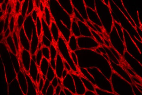 چاپ سه بعدی پوست زنده و مملو از رگ‌های خونی
