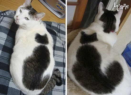 عجیب‌ترین طرح‌هایی که تا به حال روی گربه‌ها دیده‌اید