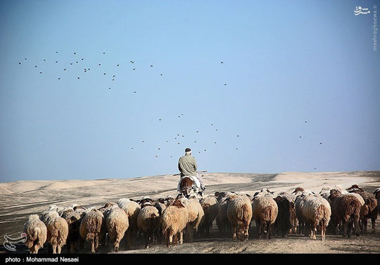 عکس: اینجا صحرای ترکمن است