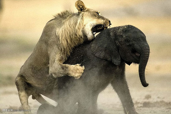 شکار بچه فیل به دست شیر‎