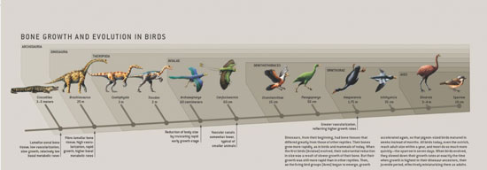 دایناسورها چگونه به پرندگان امروزی تبدیل شدند؟