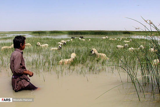 حالِ خوبِ «هامون»