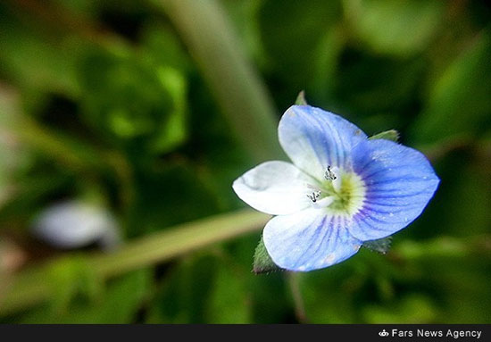 طبیعت بهاری آذربایجان شرقی