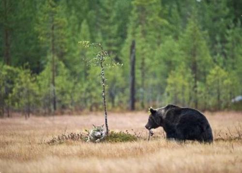 دوستی منحصر به فرد گرگ و خرس