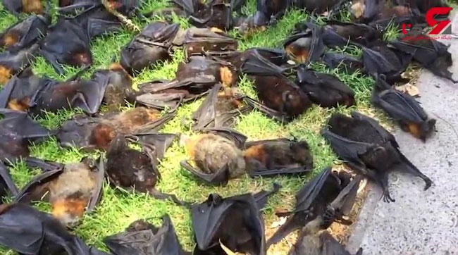 مرگ صدها خفاش بر اثر گرمای شدید هوا در استرالیا