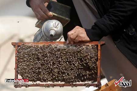 درمان بیماران با نیش زنبور عسل