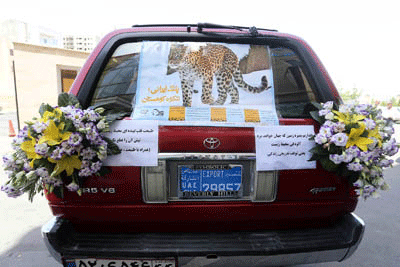یوزپلنگ ایرانی روی ماشین عروس! +عکس