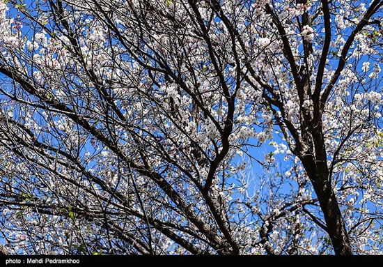 شکوفه‌های درخت زردآلو در باغات بهبهان
