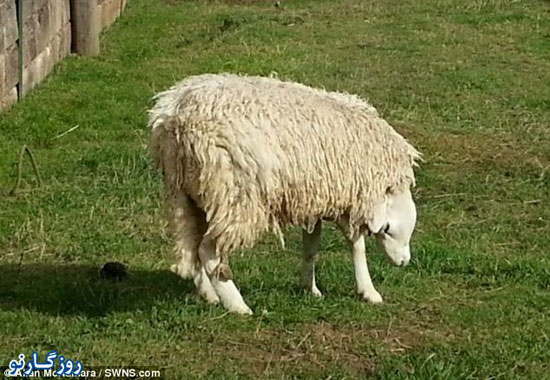 عجیب ترین گوسفند دنیا +عکس