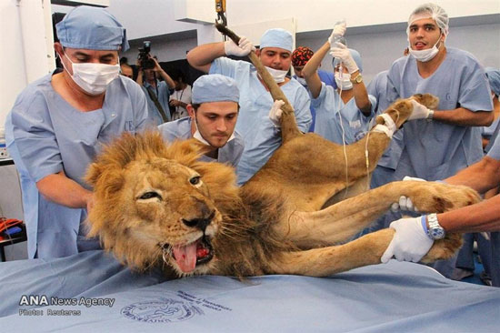 تصاویری جالب از بیمارستان حیوانات