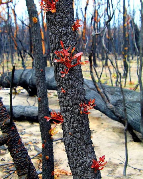 جرقه‌های سبز امید در سرزمین‌های سوخته استرالیا