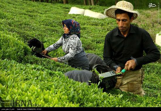 برداشت و فرآوری چای در لاهیجان +عکس