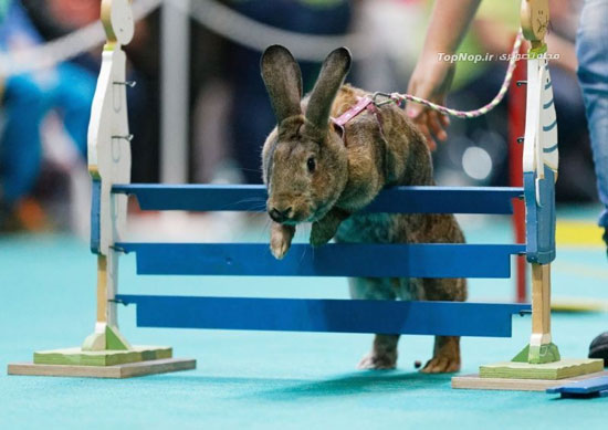 مسابقه دومیدانی خرگوش ها +عکس