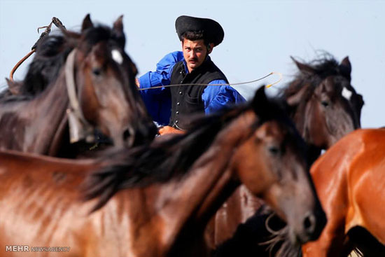 عکس: تعلیم اسب در مجارستان‎