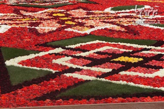فرشی زیبا از 600 هزار شاخه گل طبیعی
