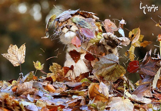 هیجان و شادی حیوانات در پاییز +عکس