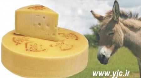 عجیب‌ترین پنیرهای دنیا +عکس