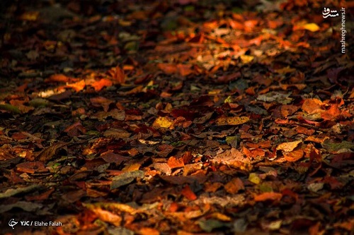 تصاویری زیبا از پاییز جنگل دیلمانِ گیلان