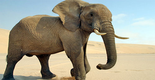 راز مقاومت فیل‌ها در برابر سرطان آشکار شد