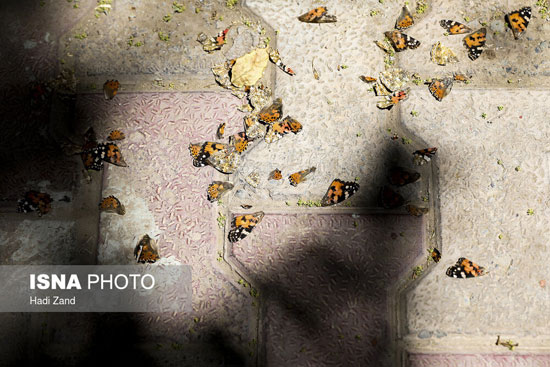 هجوم پروانه‌های زیبا به تهران