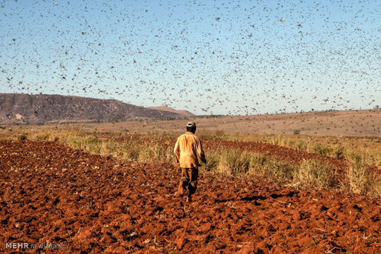 عکس: هجوم ملخ ها به مزارع ماداگاسکار
