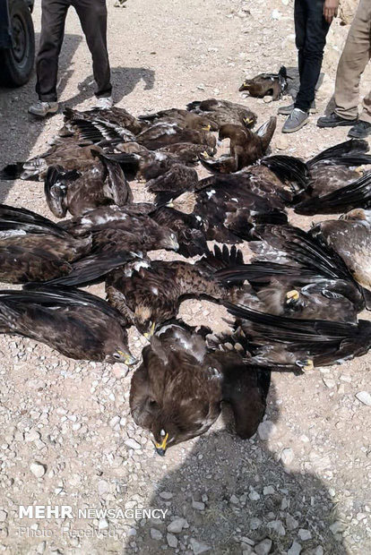 مرگ ۲۷ عقاب در استان فارس به دلیل مسمومیت