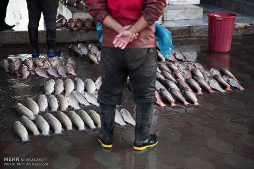 عکس: بازار ماهی فروشان ساری