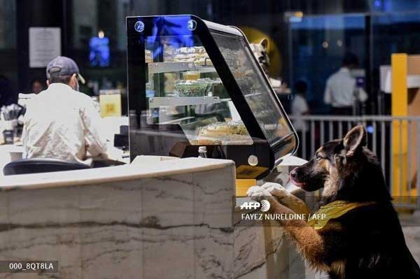 تصاویرِ افتتاح نخستین کافه سگ در عربستان!