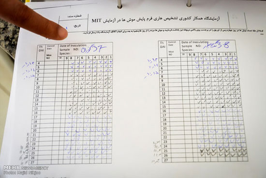 عکس: موش‌های آزمایشگاهی یک انیستیتو