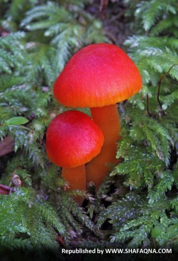 تصاویری از دنیای زیبا و رنگی قارچ‌ ها