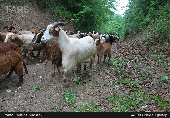 عکس: کوچ دام‌ها از شالیزارها به کوهستان